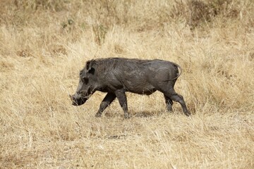 Mud covered warthog (Phacochoerus aethiopicus), Tarangire National Park, Tanzania, Africa
