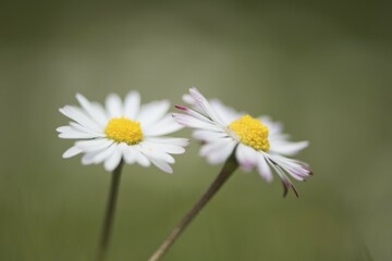 Daisies (Bellis perennis), Emsland, Lower Saxony, Germany, Europe © Erhard Nerger/imageBROKER