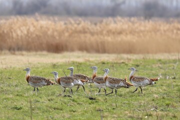 Great bustards (Otis tarda) in a meadow, Andau, Burgenland, Austria, Europe