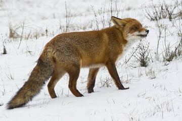 Red fox (Vulpes vulpes) in the snow, North Holland, Netherlands