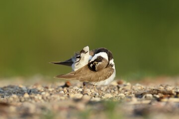 Little ringed plover (Charadrius dubius), plumage care, Middle Elbe Biosphere Reserve, Dessau-Roßlau, Saxony-Anhalt, Germany, Europe