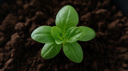Naklejka premium A vibrant green plant with fresh leaves emerging from rich, dark soil, symbolizing growth and vitality
