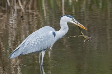 Grey Heron (Ardea cinerea) with Common Toad prey (Bufo bufo), Hesse, Germany, Europe