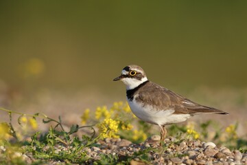 Little ringed plover (Charadrius dubius) on a gravel bank, Middle Elbe Biosphere Reserve, Saxony-Anhalt, Germany, Europe