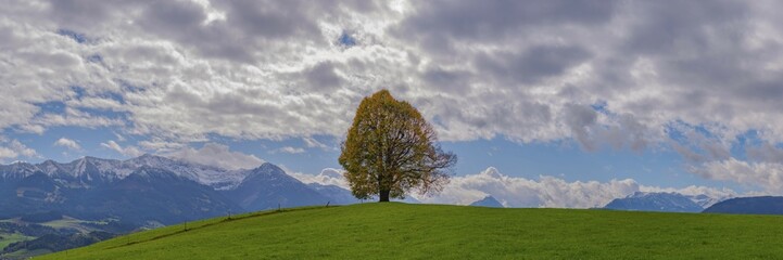 Linden tree (Tilia) with autumn colouring, solitary tree on the Wittelsbacher Höhe, panoramic view, Illertal, Allgäu, Bavaria, Germany, Europe