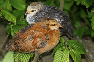 Domestic Chickens (Gallus gallus domesticus), chicks sitting on a branch, Germany, Europe
