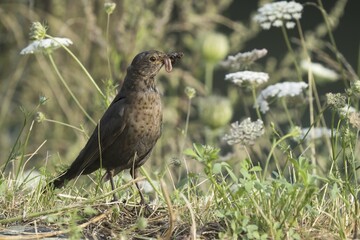 Blackbird (Turdus merula), female, with worm and insects in beak, Hesse, Germany, Europe