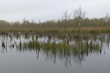Wetland rehydration with dead Birch trees (Betula pubescens), Bargerveen, Drenthe Province, The Netherlands, Europe