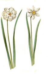 Poet's daffodil (Narcissus poeticus) or True Narcissus, Historic, digitally restored reproduction from a 19th century original