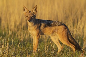 Black-backed Jackal (Canis mesomelas), walking in grassland, Kalahari Desert, Kgalagadi Transfrontier Park, South Africa, Africa