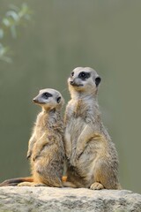 Meerkats (Suricata suricatta), native to Africa, captive, Baden-Württemberg, Germany, Europe