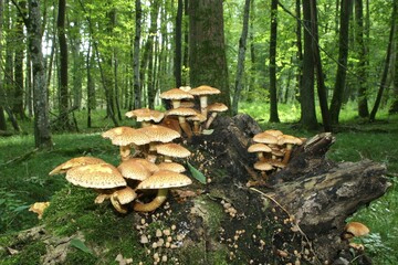Shaggy Pholiota (Pholiota squarrosa), Allgaeu, Bavaria, Germany, Europe