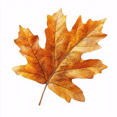 Obraz premium A Single Dried Orange Maple Leaf Isolated