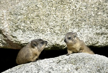 Cape hyraxes (Procavia capensis), kittens, play, social behaviour, captive