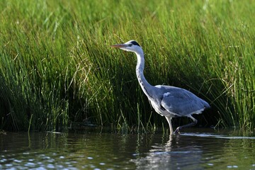 Fototapeta premium Grey heron (Ardea cinerea), standing in the water, Lower Rhine, North Rhine-Westphalia, Germany, Europe