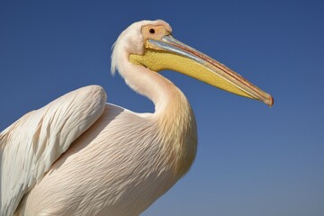 Great white pelican (Pelecanus onocrotalus), animal portrait, near Pelican Point, Walfish Bay, Erongo region, Namibia, Africa