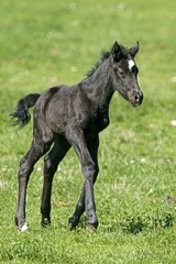 Domestic horse, black foal runs on the pasture, Germany, Europe