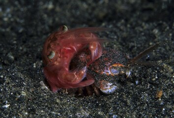 Red crab moulting, Lembeh Strait, Indo-Pacific, Indonesia, Asia