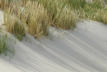 Dunes, Borkum, Lower Saxony, Germany, Europe