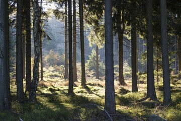 Sunlight in a pine forest, Zittau Mountains, near Lückendorf, Saxony, Germany, Europe