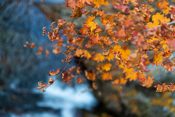 high-angle view of the maple leaves against the flowing stream