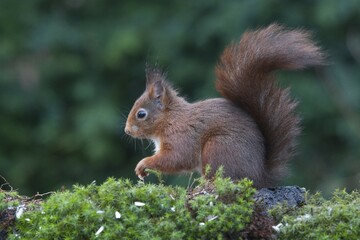Squirrel (Sciurus vulgaris), Emsland, Lower Saxony, Germany, Europe