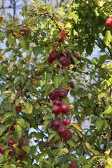 Red apples (Malus), on branch, Franconia, Bavaria, Germany, Europe