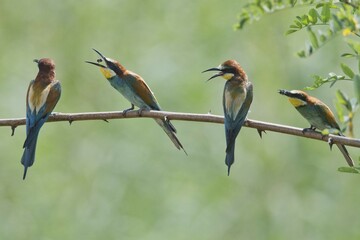 Four Bee-eaters (Merops apiaster), sitting on a branch, Rhineland-Palatinate, Germany, Europe