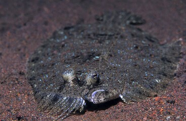 Peacock Butt (Pseudochromis steenei), Bali, Indo-Pacific, Indonesia, Asia