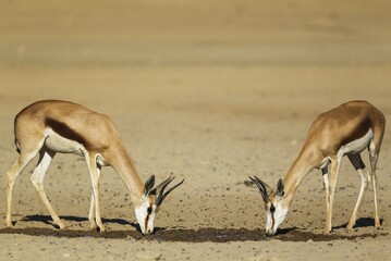 Springboks (Antidorcas marsupialis), two females, drinking at a waterhole, Kalahari Desert, Kgalagadi Transfrontier Park, South Africa, Africa