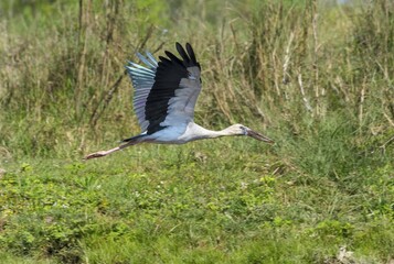 Asian Openbill Stork (Anastomus oscitans) in flight, Chitwan National Park, Nepal, Asia