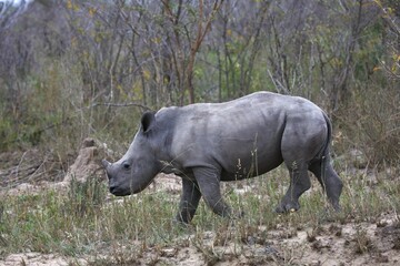 Young Black Rhinoceros (Diceros bicornis), Hluhluwe-Imfolozi National Park, Province of...