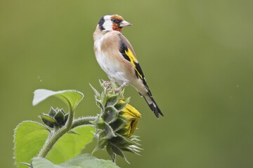 Goldfinch (Carduelis carduelis) sitting on sunflower (Helianthus annuus), Hesse, Germany, Europe