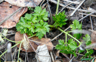 A small green plant with a few leaves is growing in the dirt