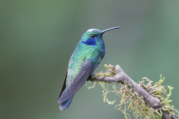 Green violetear (Colibri coruscans) sitting on branch, Los Quetzales National Park, Costa Rica, Central America
