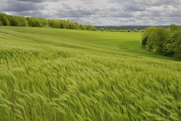 View over a green grain field, dramatic cloudy sky, North Rhine-Westphalia, Germany, Europe