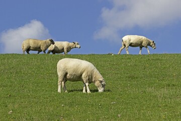 Fototapeta premium Sheep (Ovis aries) at the dike, Westerhever, Schleswig-Holstein, Germany, Europe