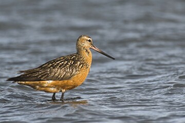 Bar-tailed Godwit (Limosa lapponica), standing in water, Frisia, Netherlands