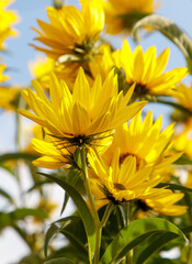 A bunch of yellow flowers with green leaves
