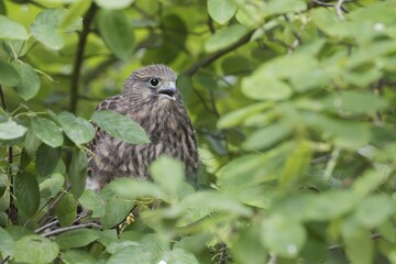 Young common kestrel (Falco tinnunculus) sitting in tree, Hesse, Germany, Europe