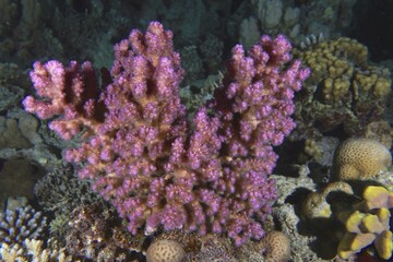 Pawpaw coral (Pocillopora verrucosa), Shaab Claudia reef dive site, Red Sea, Egypt, Africa © Rolf von Riedmatten/imageBROKER