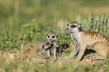 Fototapeta premium Suricates (Suricata suricatta), female with two young at their burrow, during the rainy season in green surroundings, Kalahari Desert, Kgalagadi Transfrontier Park, South Africa, Africa
