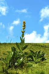 Gentian flower (Gentiana lutea), Auvergne Volcanoes Park. Puy de Dome. Auvergne Rhone Alpes. France