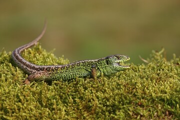Sand Lizard (Lacerta agilis), male, Mecklenburg-Western Pomerania, Germany, Europe