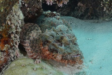 Fringed dragonhead (Scorpaenopsis oxycephala), Marsa Shona reef dive site, Egypt, Red Sea, Africa