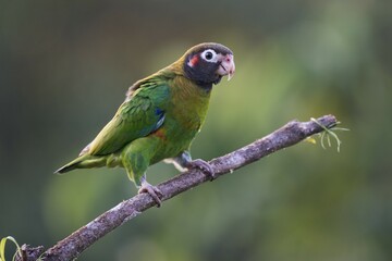 Brown-hooded Parrot (Pyrilia haematotis) perched on a tree branch, male, Heredia Province, Costa Rica, Central America