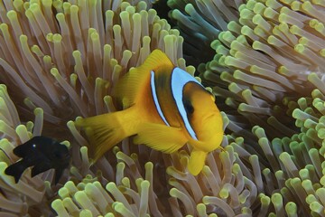 A red sea clownfish (Amphiprion bicinctus) in its splendour anemone (Heteractis magnifica), Daedalus Reef dive site, Egypt, Red Sea, Africa