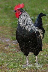Domestic cock (Gallus gallus domesticus) stands on meadow, Germany, Europe