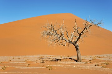 Dry camel thorn tree, Dune 45, Sossusvlei, Namib Desert, Namib-Naukluft National Park, Namibia, Africa