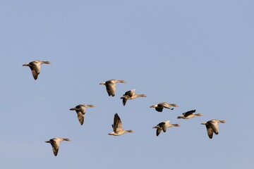 Greylag geese (Anser anser), birds in flight, Texel, West Frisian Islands, province of North...